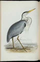 Blauwe reiger, uit 