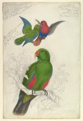 Eclectus, de gevlekte Polychloros