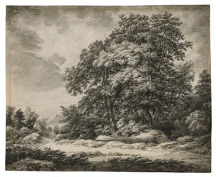 Boslandschap