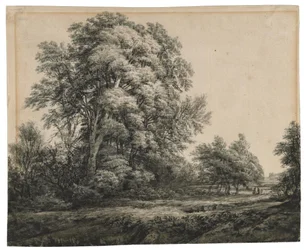 Boslandschap