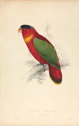 Lorius Domicella / Zwartkop-Lorius (plaat 37)