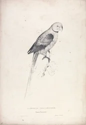 Palaeornia Columbiodes / Duifpapegaai (plaat 31)