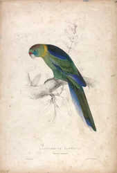 Platycerus Barnardi / Barnards parkiet (plaat 18)