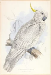 Plyctolophus Galeritus. Grote zwavelkuifkaketoe.