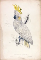 Plyctolophus sulphureus / Kleine geelkuifkaketoe (plaat 4)