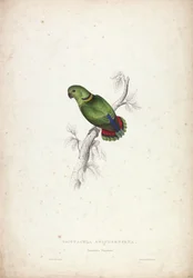 Psittacula Swinderniana. Swinderns parkiet