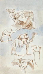 Schetsstudies van kamelen