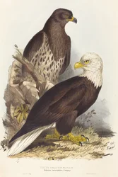 Witkoparend (Haliaetus leucocephalus)