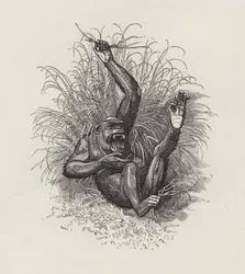 Illustratie voor The Water-Babies door Charles Kingsley