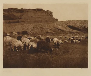 [Navajo-kudden]