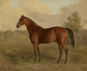Kentucky specht, 1834