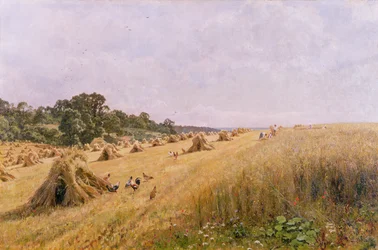 Oogst op het korenveld