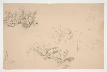 Studies van bloemen