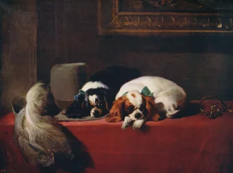 King Charles Spaniels, de huisdieren van de Cavaliers