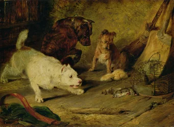 Rattenvangers