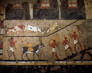 Egyptische oudheid: het transport van tarwe op de rug van muilezels en op de rug van slaven. Fresco uit het graf van koningin Neferou III. 12e dynastie. 2200-2000 v.Chr. Uit El Ghebelen. Turijn, Egyptisch museum