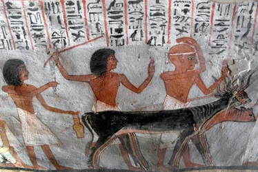 Egyptische oudheid: personages die veehoofden leiden. Schilderij van het graf van Roy (TT255). 18e dynastie. Van de Westelijke Jordaanoever van Luxor, Egypte