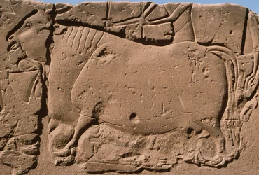 Detail van een reliëf met een koe, Ramses II (1298-32 v.Chr.) binnenplaats (detail)