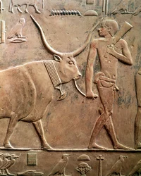 Reliëf van een boer die een koe naar het offer leidt, uit de Mastaba van Ptah-Hotep en Akhti-Hotep