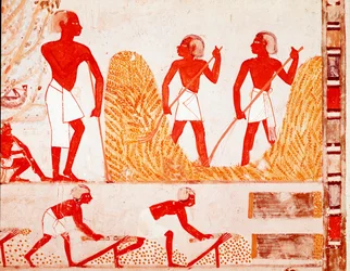 Oogstscène in het oude Egypte, fresco