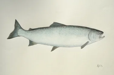 Zalm, 2013 (aquarelverf en potlood)
