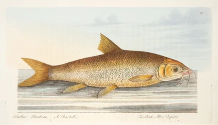 De Barbelen, uit Een Verhandeling over Vissen en Visvijvers, uitgegeven 1832