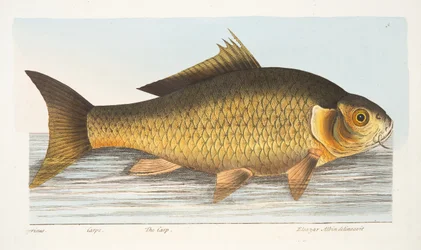 De Karper, uit Een Verhandeling over Vissen en Visvijvers, uitgegeven 1832