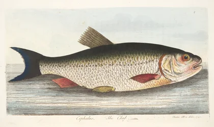 De Kopvoorn, uit Een Verhandeling over Vissen en Visvijvers, uitgegeven 1832