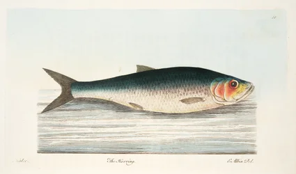 De Haring, uit Een Verhandeling over Vissen en Visvijvers, uitgegeven 1832