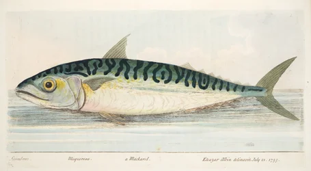 De Makreel, uit Een Verhandeling over Vissen en Visvijvers, uitgegeven 1832