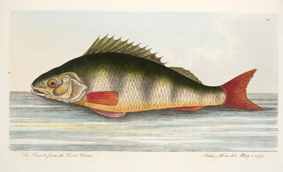 De Baars uit de Rijn, uit Een Verhandeling over Vissen en Visvijvers, uitgegeven 1832