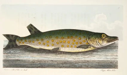De Snoek, uit Een Verhandeling over Vissen en Visvijvers, uitgegeven 1832