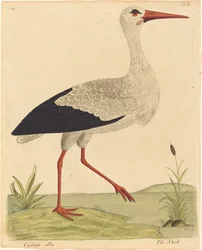 De ooievaar (Ciconia Alba)