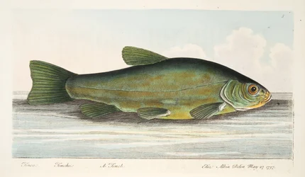 De Zeelt, uit Een Verhandeling over Vissen en Visvijvers, uitgegeven 1832