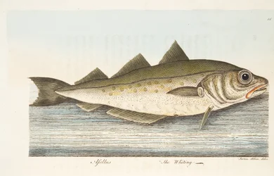 De Wijting, uit Een Verhandeling over Vissen en Visvijvers, uitgegeven 1832