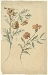 Bloemstudie van een rode en een bruine bloem