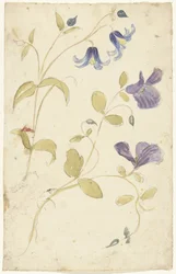 Studies van paarse en blauwe bloemen