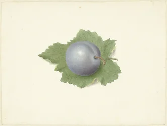 Pruim op een blad