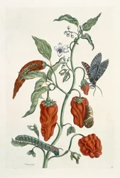 Smeerwortel, uit 
