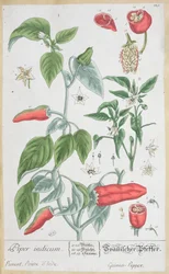 Guinea Peper (Piper Indicum) plaat 129 uit de Duitse editie van 