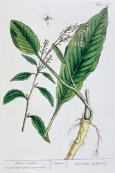 Mierikswortel