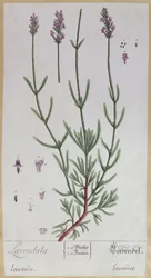 Lavendel, plaat uit 