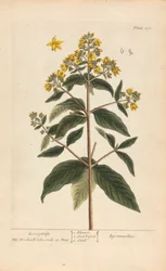 Lysimachia (Wederik), Plaat 278 uit 