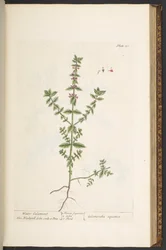 Plate 131, uit 