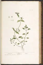 Plate 164, uit 