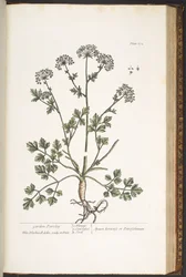 Plate 172, uit 