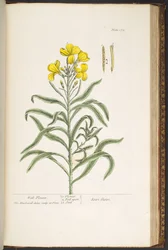 Plate 179, uit 
