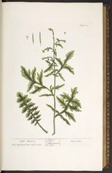 Plaat 28, Heggenmosterd, uit 