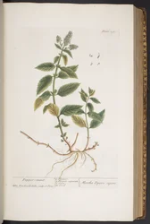 Plate 291, uit 