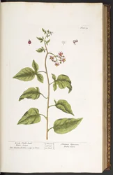 Plaat 34, bitterzoet, uit "A Curious Herbal"